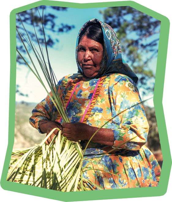Barranca del Cobre, Chihuahua, MEXICO - 01/10/10 - Old Women Raramuri braiding with palm tree leaf. Traditional handcrafting.