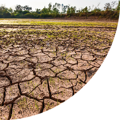 Farmers in the rainy season of South East Asia Sow seeds in a dry, cracked ground, which can cause drought.