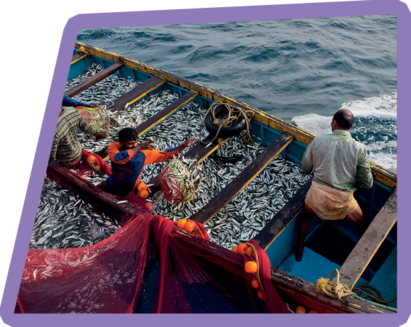 “Kannur, Kerala, India - December 22, 2011. A catch of sardine being loaded onto a delivery boat off the coast of Kannur, Kerala, India"