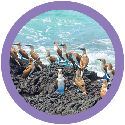 Galapagos Blue-footed Boobies