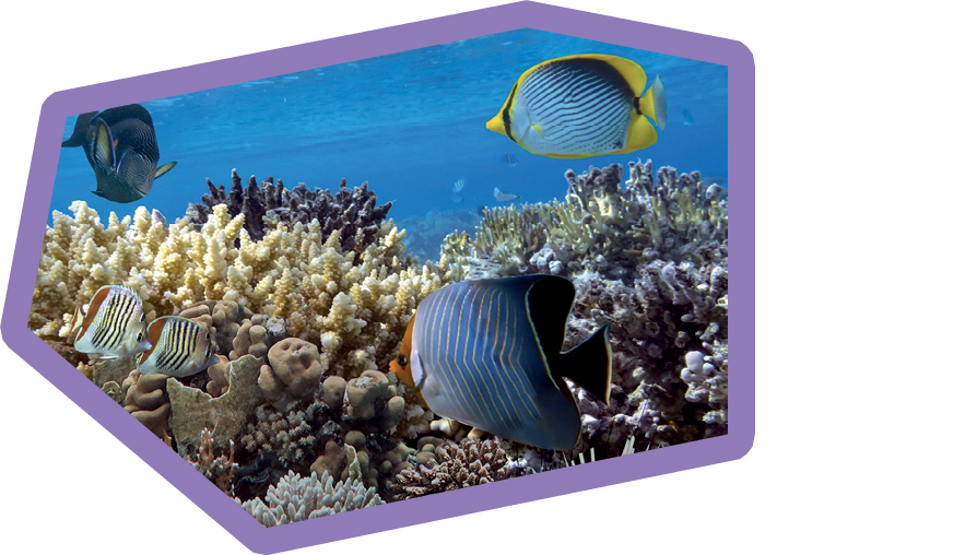 Marine life and coral reefs at the Red Sea