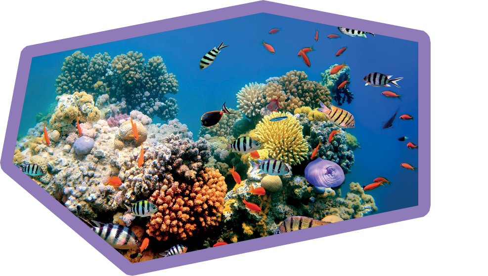 Photo of a coral colony