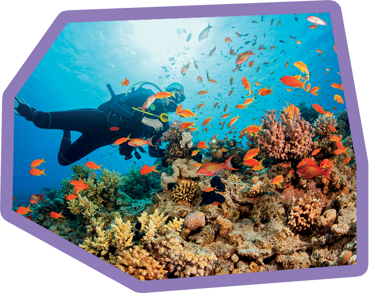 Scuba diving. Beautiful sea life. Underwater scene with young women, scuba diver, explore and enjoy at coral reef. School of red sea fish (scalefin anthias).