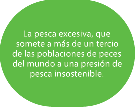 La pesca excesiva, que somete a m s de un tercio de las poblaciones de peces del mundo a una presi n de pesca insoste...