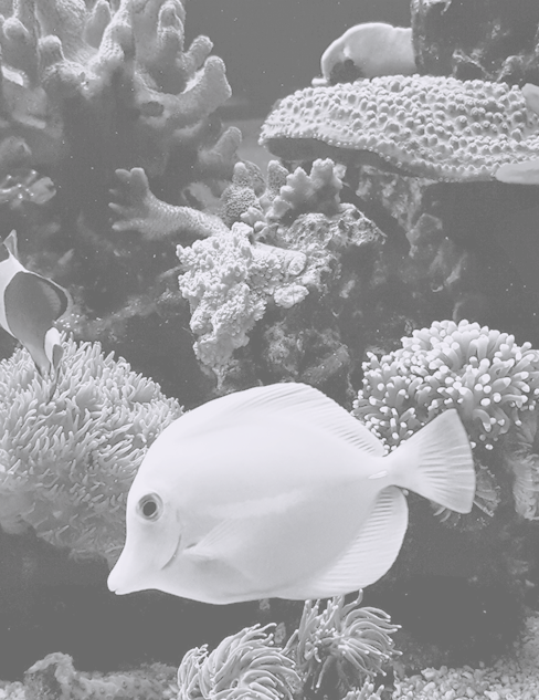One of the most popular saltwater fish in reef aquarium tanks