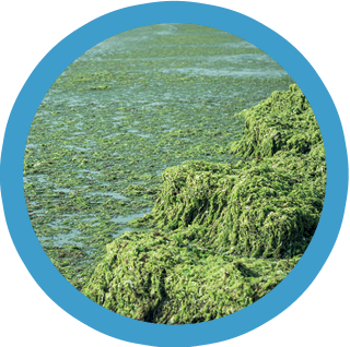 Green seaweed at the beach (Ulva compressa)