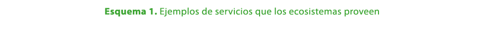 Esquema 1. Ejemplos de servicios que los ecosistemas proveen