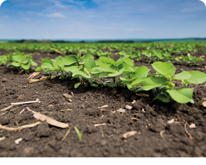 Fresh green soy plants on the field in spring. Rows of young soybean plants . High quality photo
