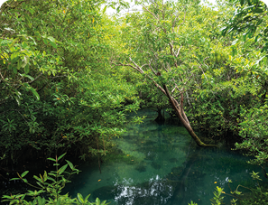 Mangrove trees along the turquoise green water in the stream. mangrove forests in Krabi province Thailand