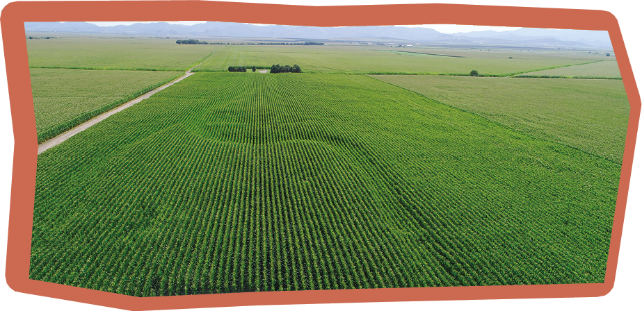 Dji phantom 4 pro + flying over farmers corn fields in Mexico chihuahua Mennonites