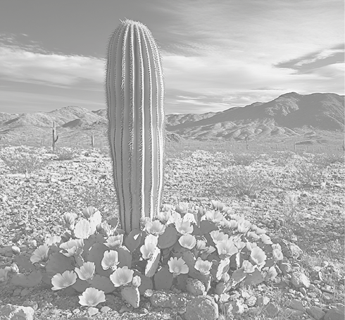 A tall cactus surrounded by vibrant yellow flowers in a desert landscape under a blue sky.