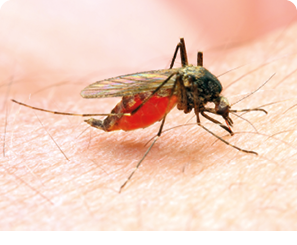 Anopheles mosquito dangerous vehicle of a malaria infection.